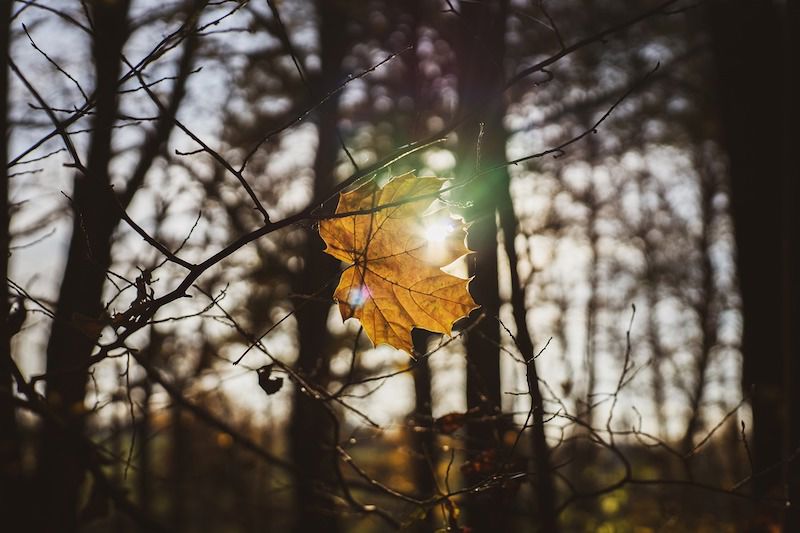Forest 4322091 960 720