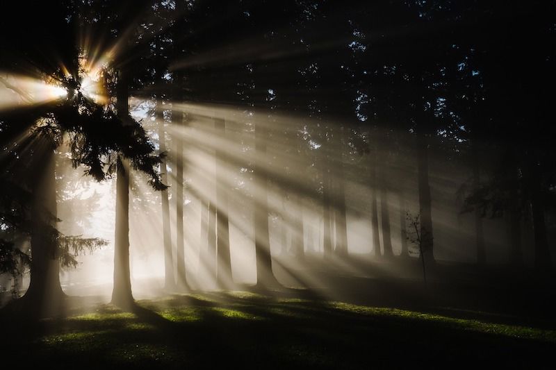 Forest 1839973 1920