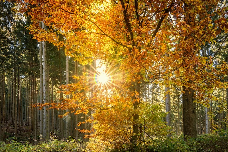 Forest 2960100 960 720