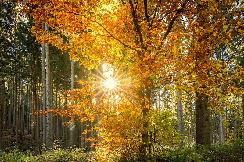 Forest 2960100 960 720