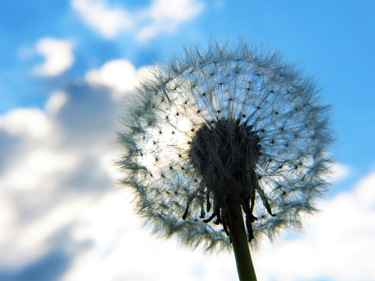 Dandelion 4231241 1280