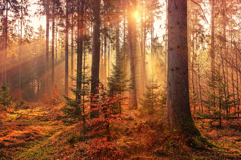 Johannes Plenio Rwhv7lgec7s Unsplash