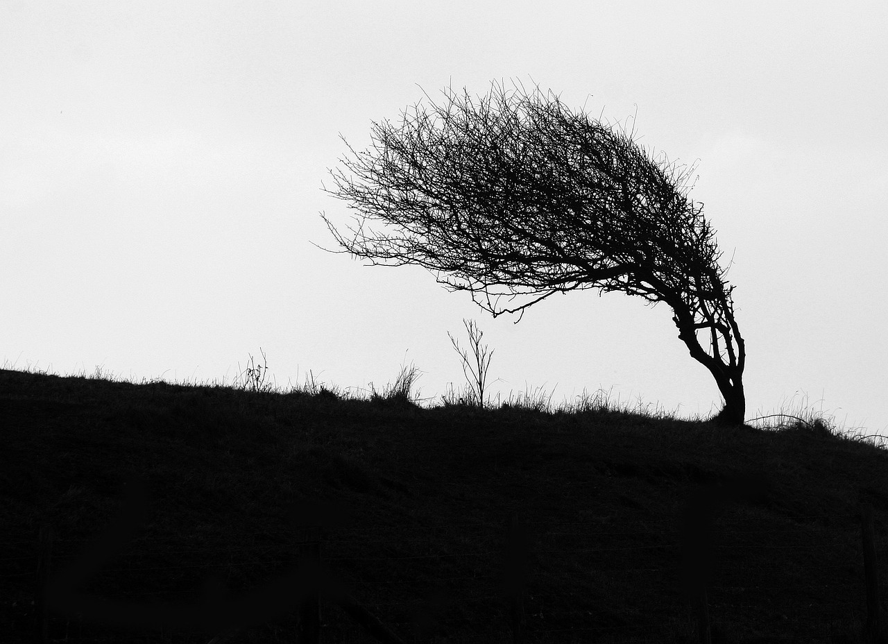 Windswept G890dfaf70 1280